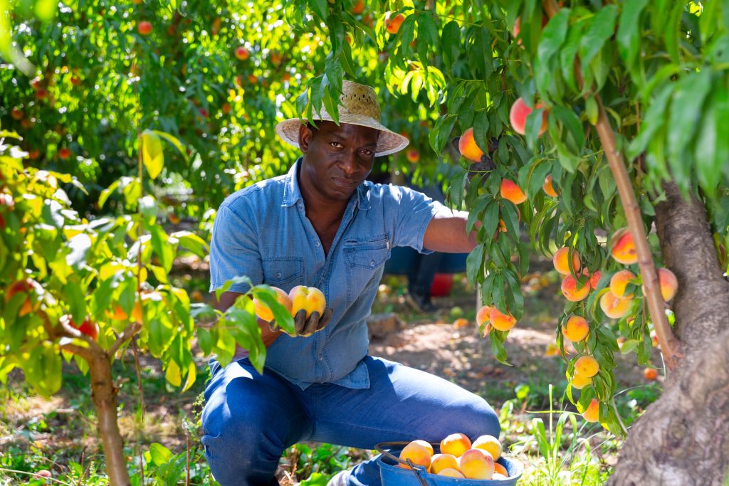 High-Paying Fruit Picking Job In Canada With Free VISA Sponsorship